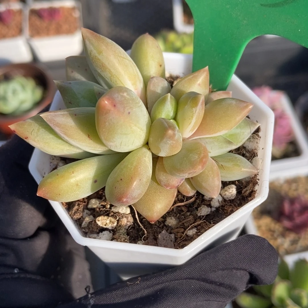 1663重楼多肉植物保护