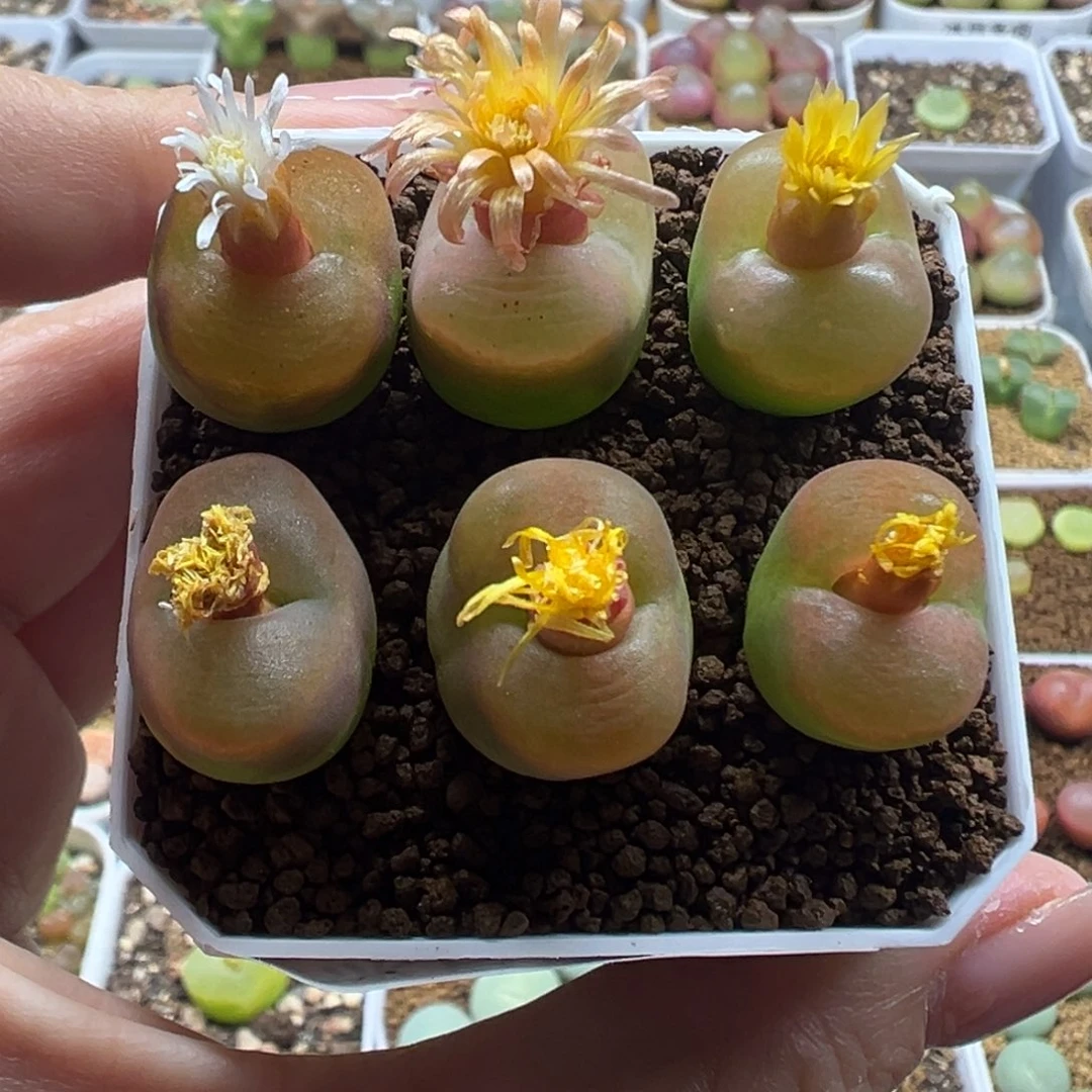 705蟠桃1801.1裸根发货