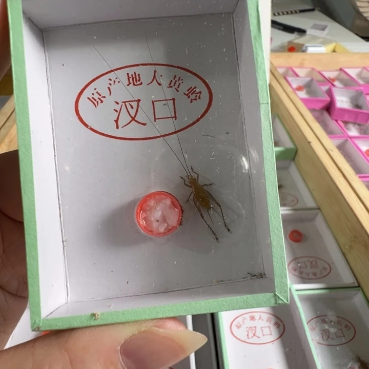 用***4精品漂亮长须一只合适