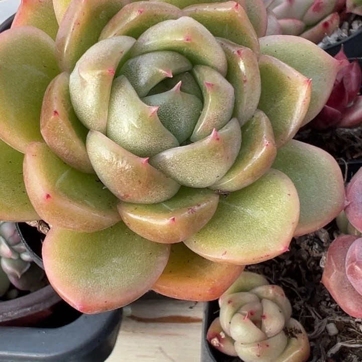 多肉植物多肉植物