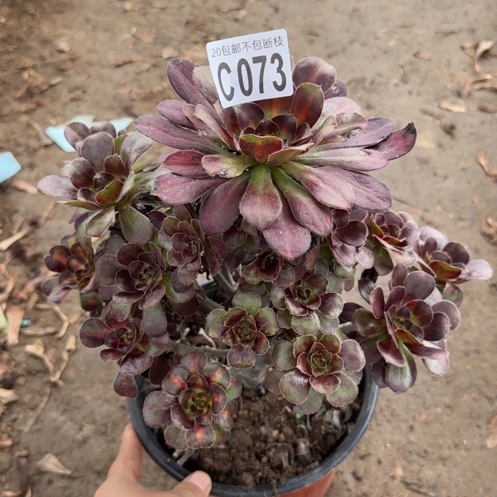 晚霞……多肉植物……