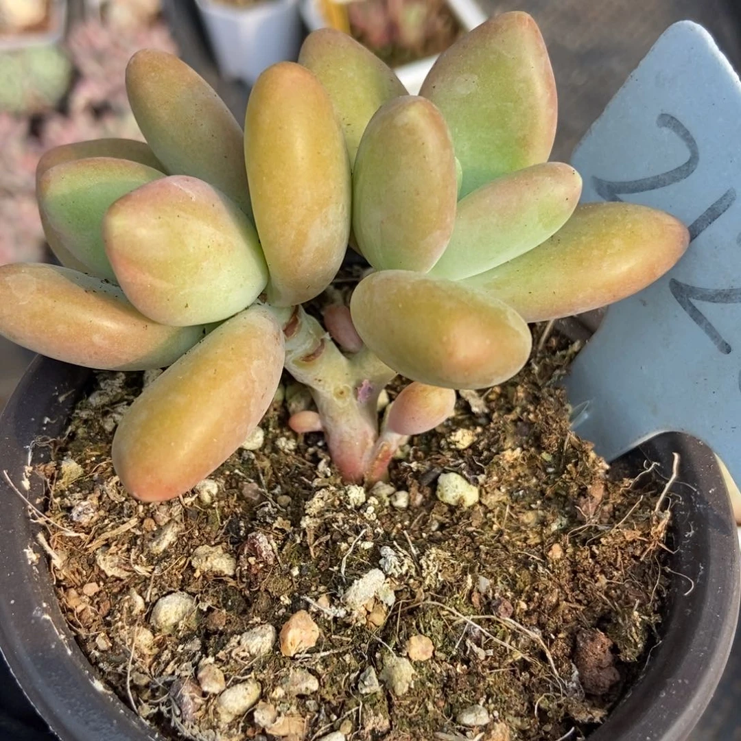 2129金蝉多肉植物保护