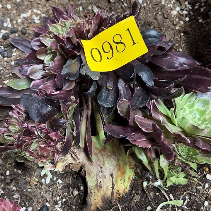 多肉植物福利981