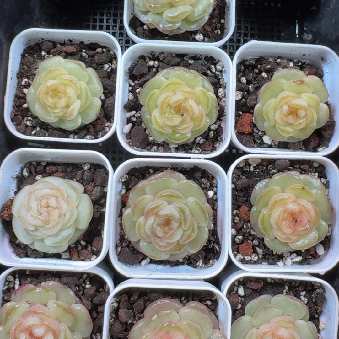 1207-064-南星一颗量拍