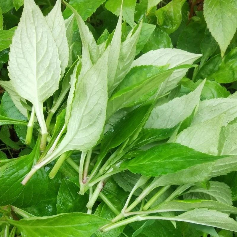 文成高山苦菜.苦斋婆 纯天然绿色野菜清香扑鼻味鲜爽囗
