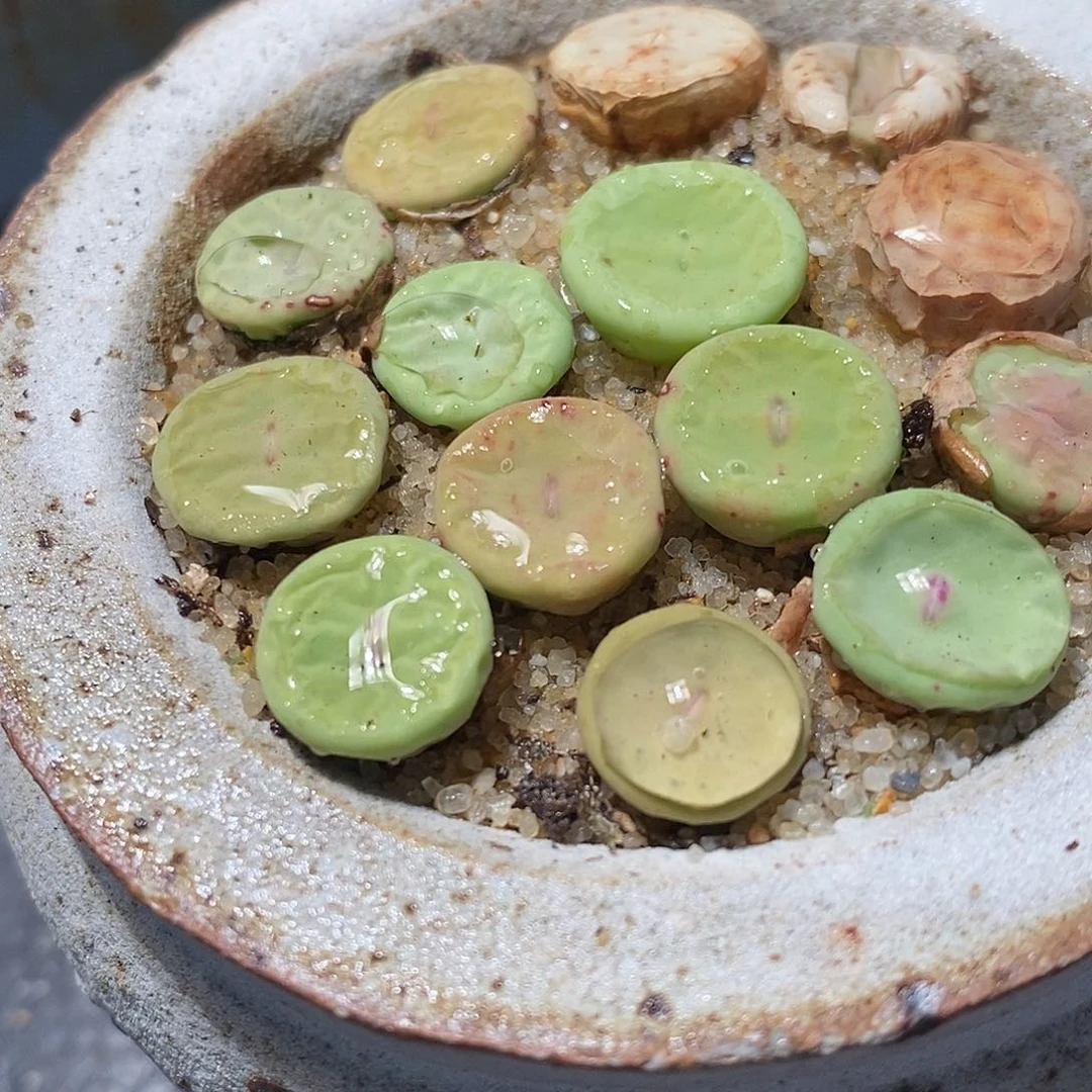 大型小红嘴2颗一组