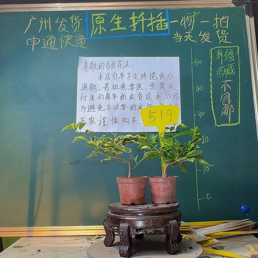 当前无花栽培后可以开花马斯掌中宝 抹茶掌中宝519