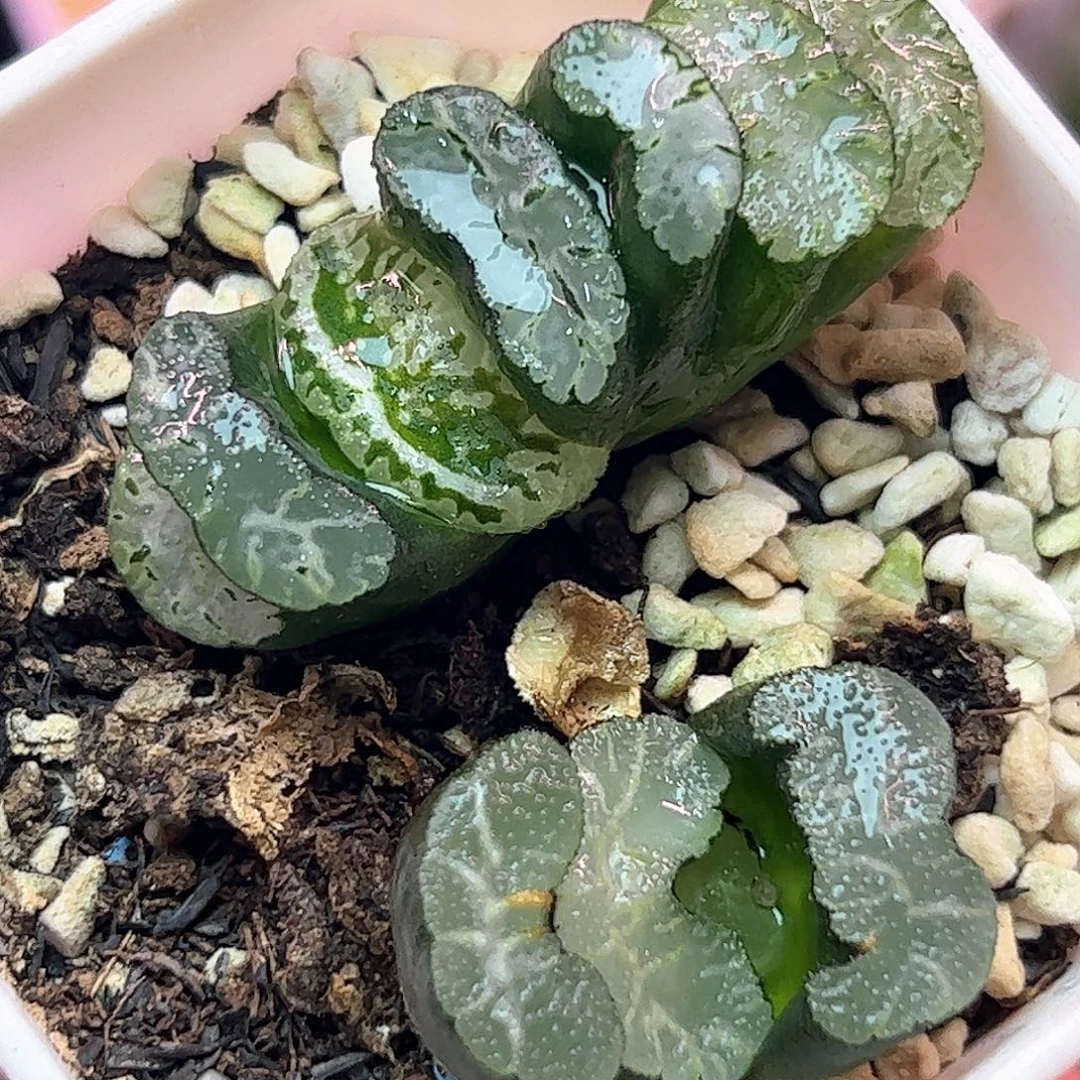 玄武带伤帝十二卷多肉