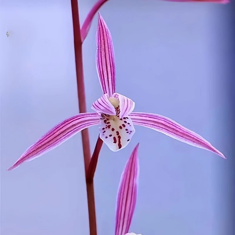 【寒兰-桃花仙子】古道兰艺高山国兰 易养活无温室阳台养兰