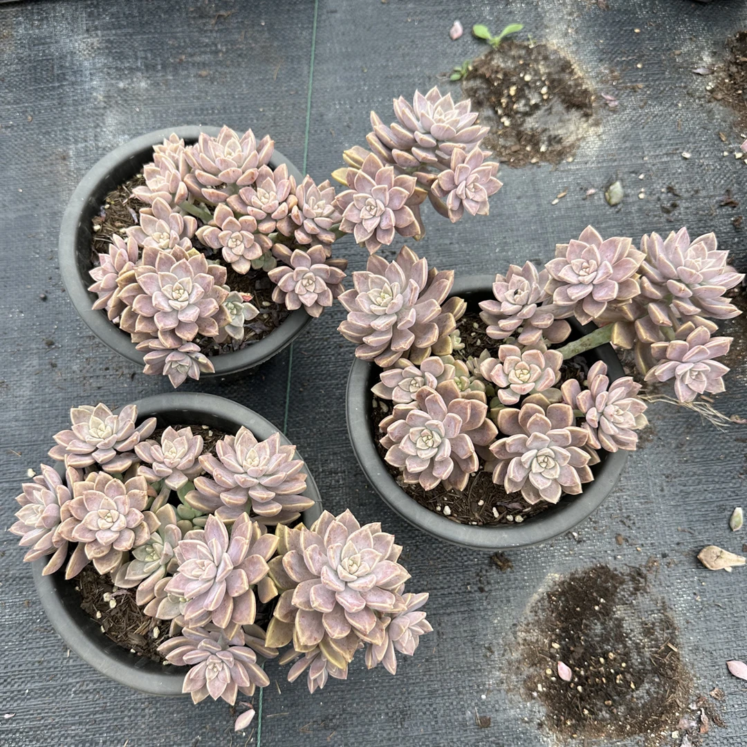 （拍一发4）多肉植物阿伦培整桩多头多肉植物花卉绿植肉肉清棚