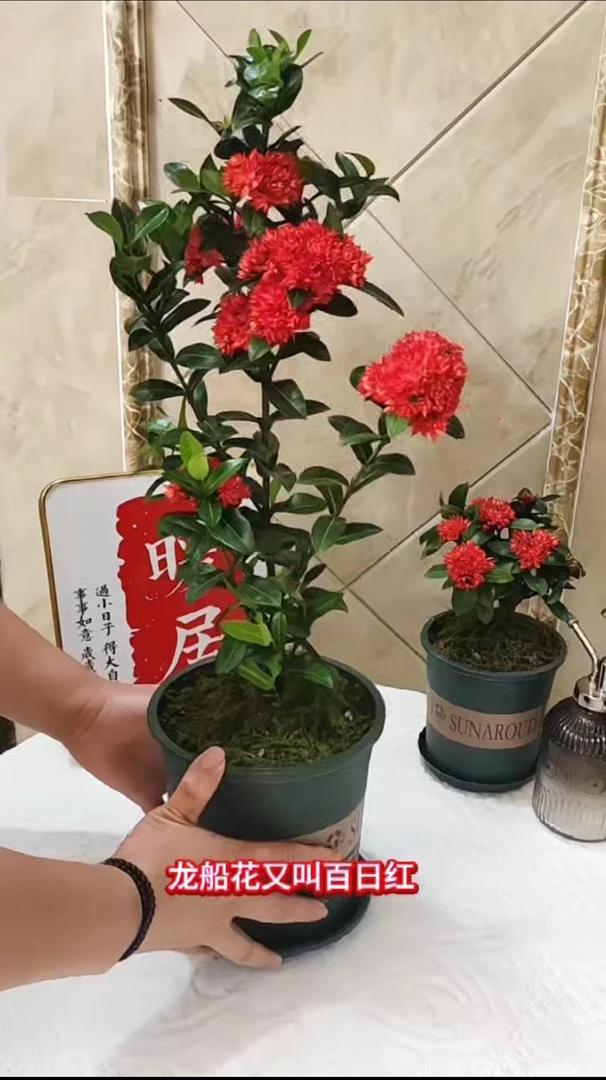 精品龙船花盆栽四季开花百日红绣球花庭院阳台耐热好养绿植