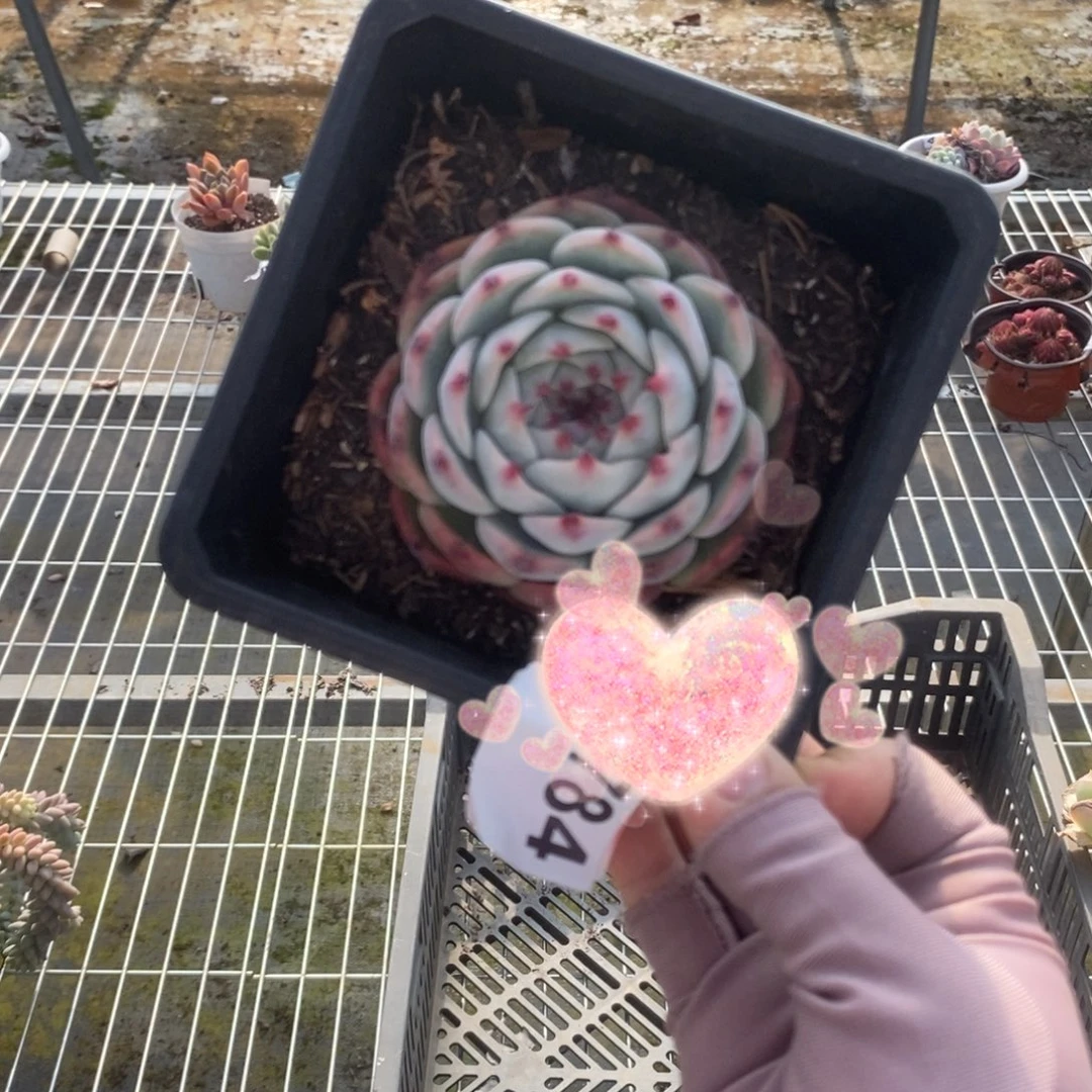 5784水蜜桃一物一拍