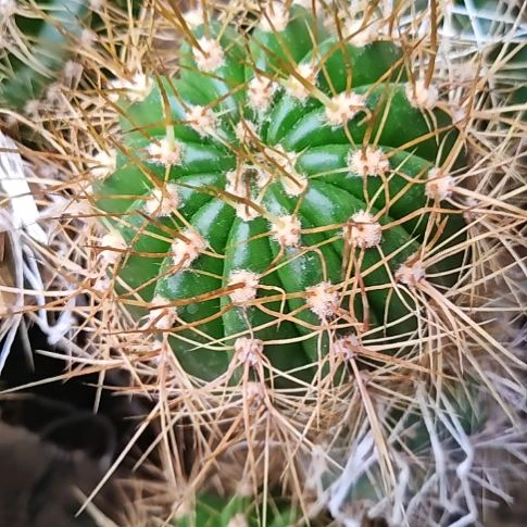 毛花柱科斯丁大侧芽福9CM左右福
