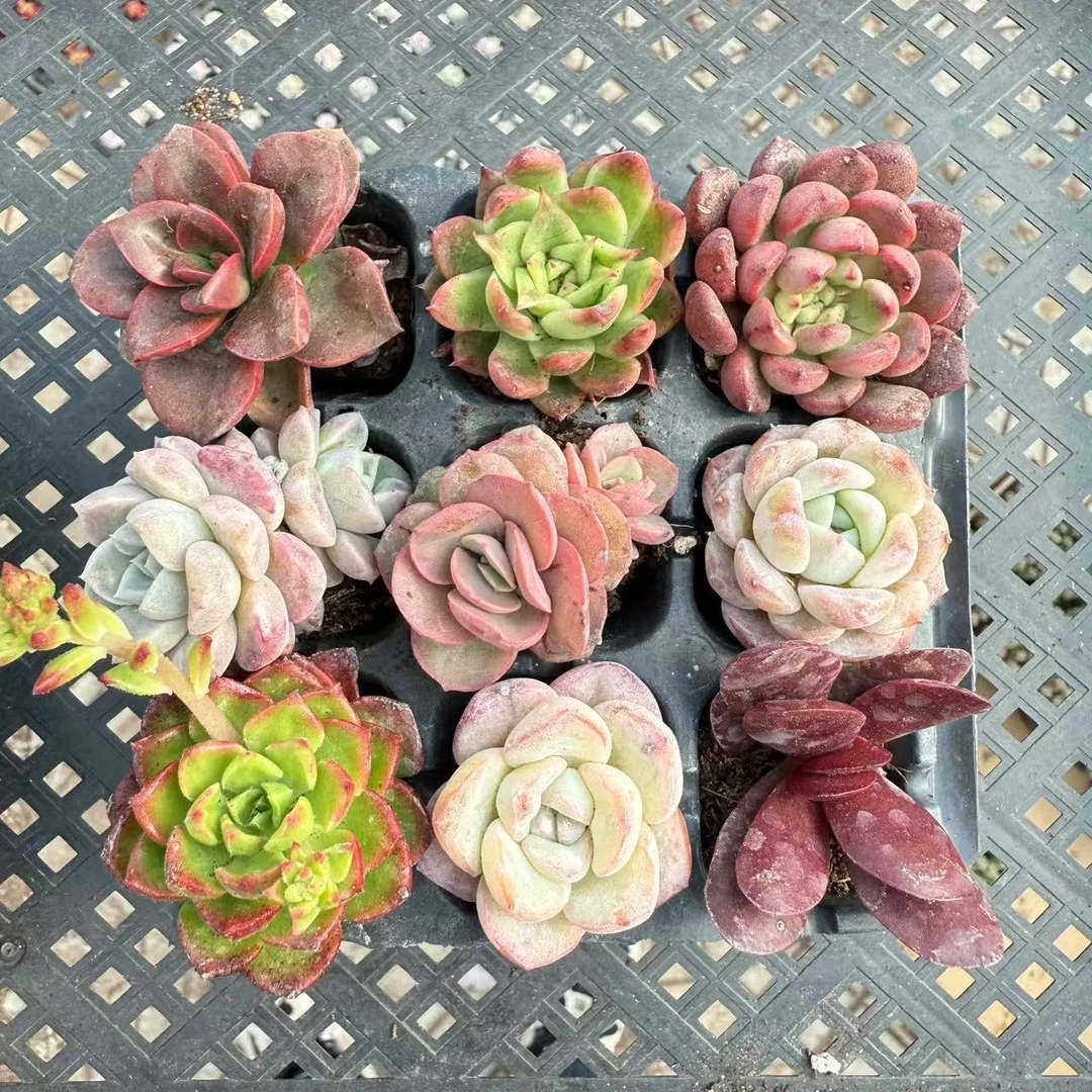 【满9.9包邮】小哪吒套餐9颗3-4cm带托盘多肉植物以直播间展示为主