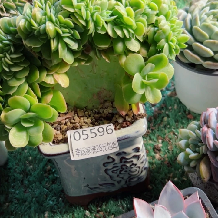 幸运的是我还没遇到你呢哈哈