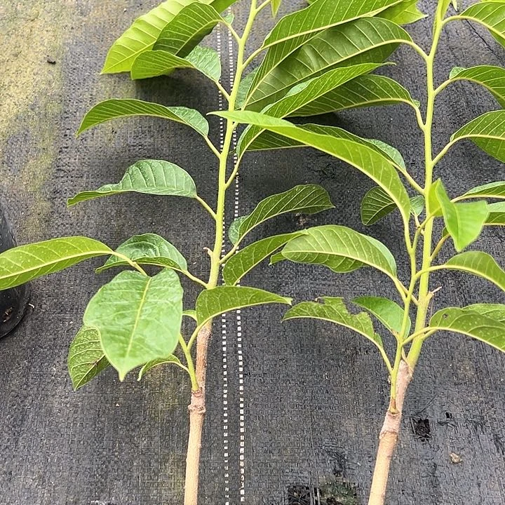 大***@天使246789099999998