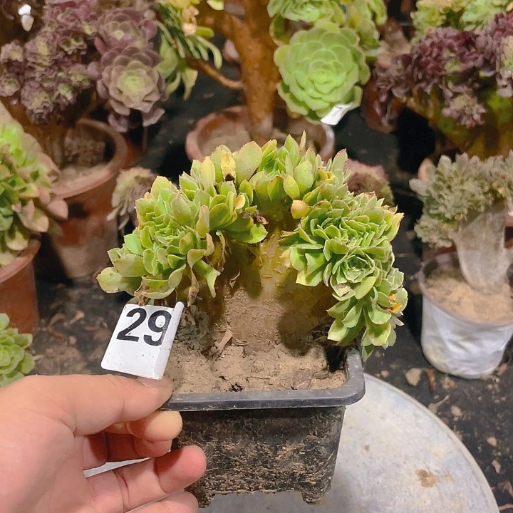 292绿羊绒朵朵整板