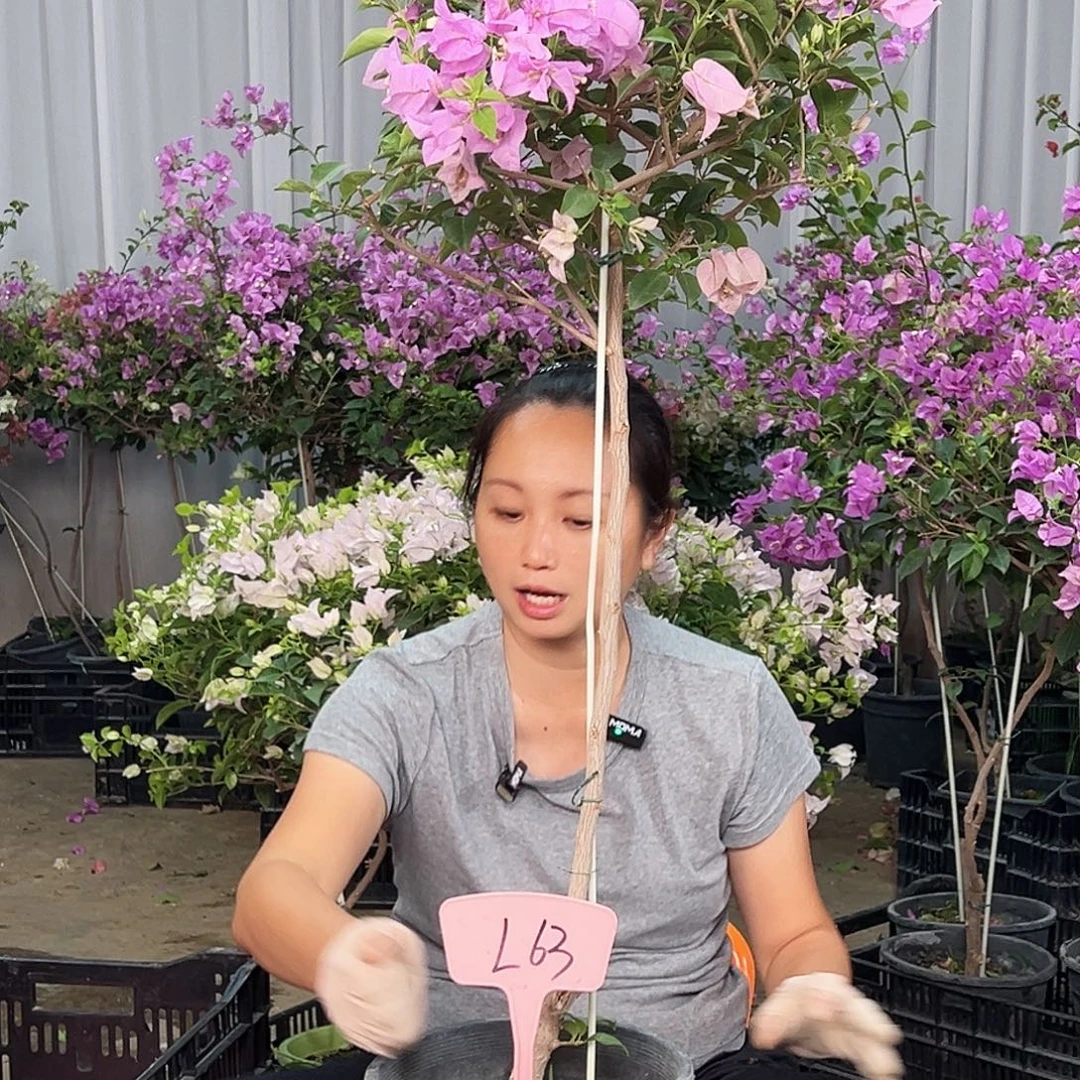 诚***人大部分花苞少量开放L63巴西紫