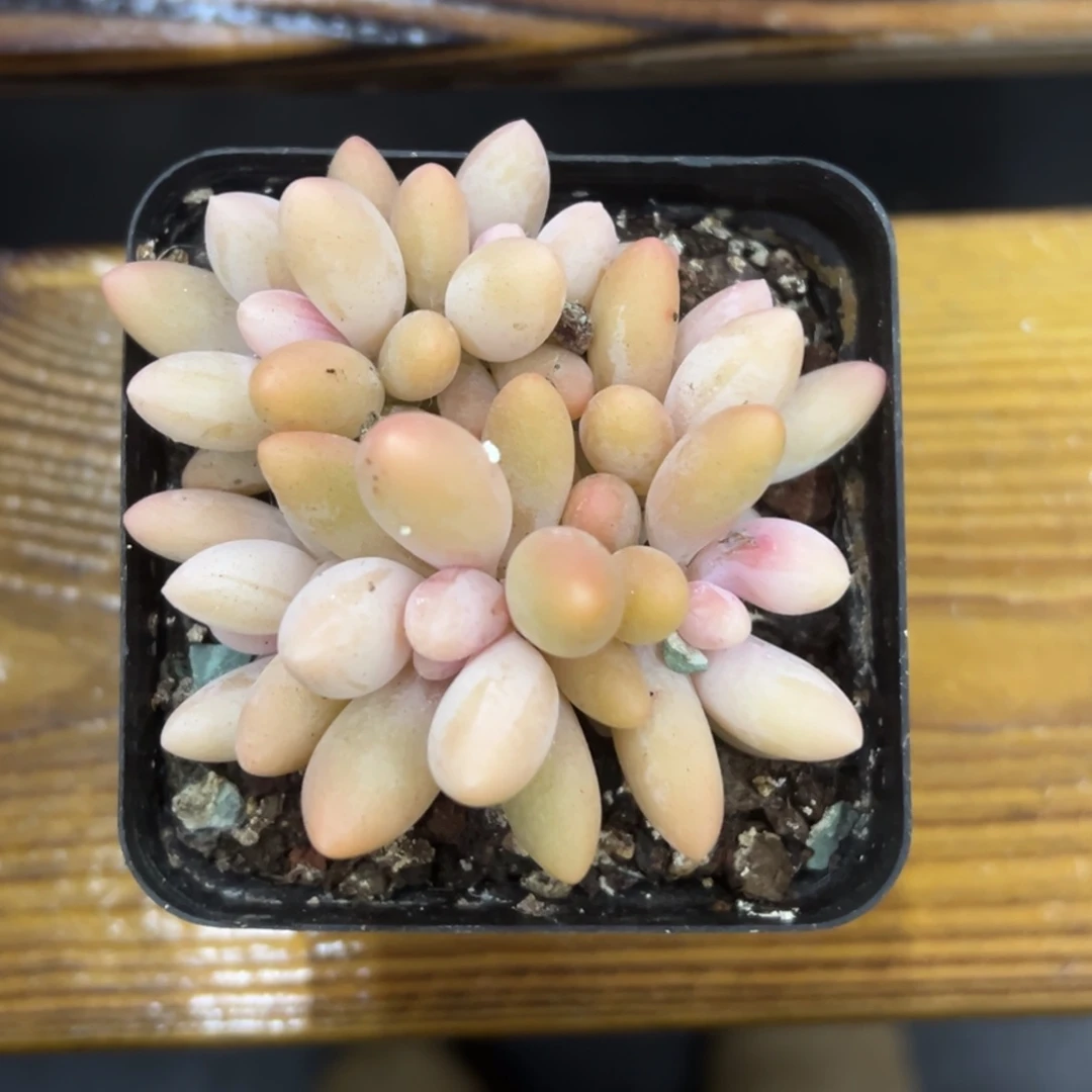 张张精品多肉甄选白兰地