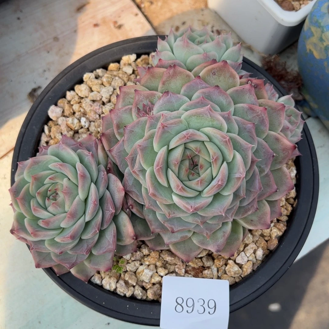 稻**…8939多肉多多多多不包整