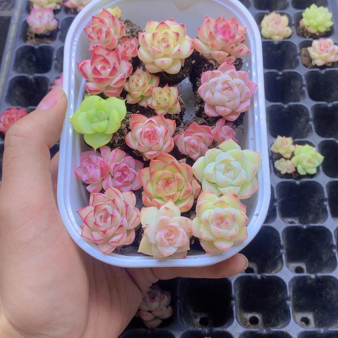 我要去看你了啊我031