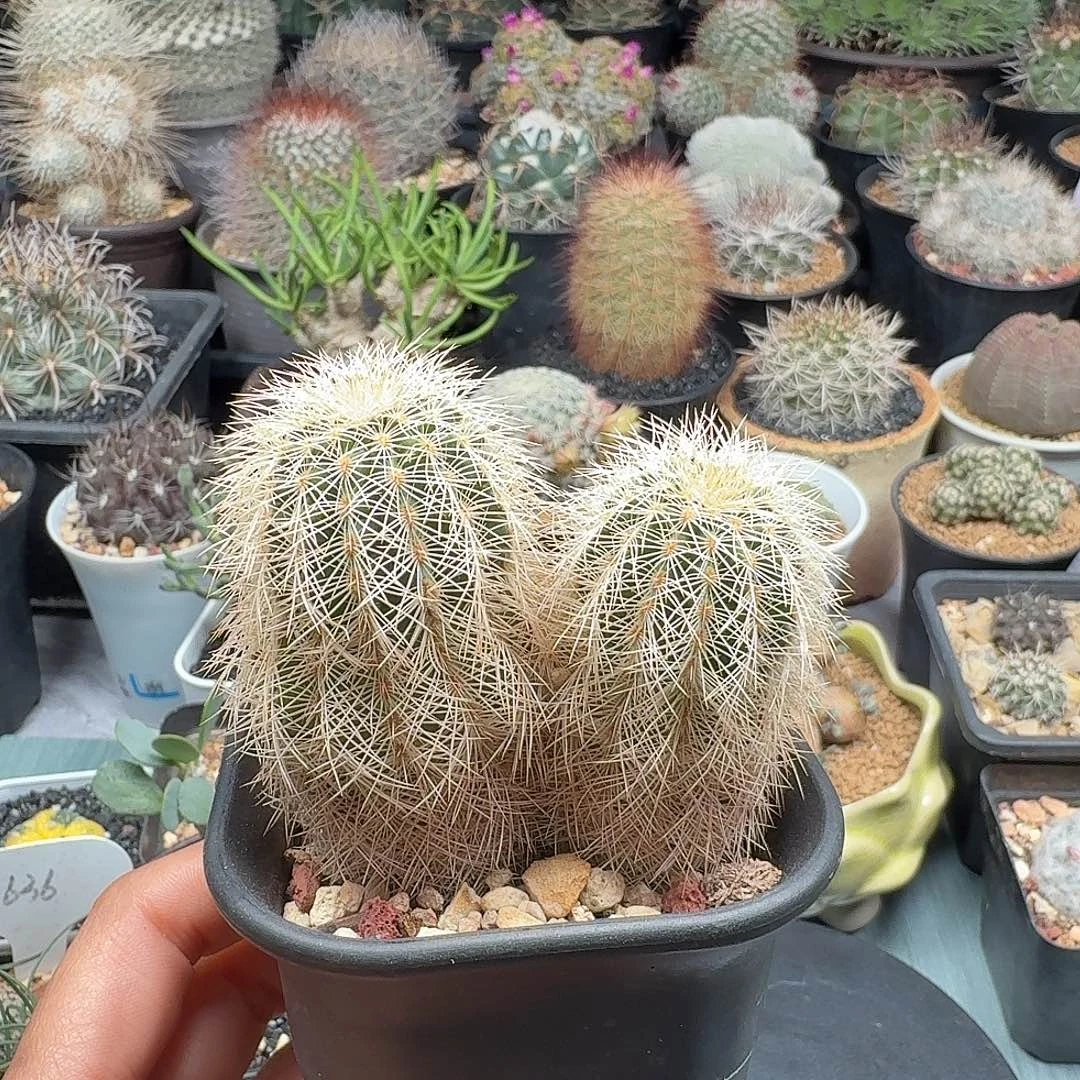 实生白刺鹿角柱脱土发货