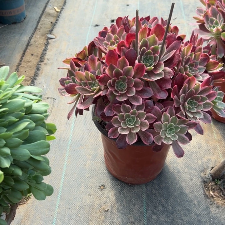 44多肉多肉多肉多肉多肉