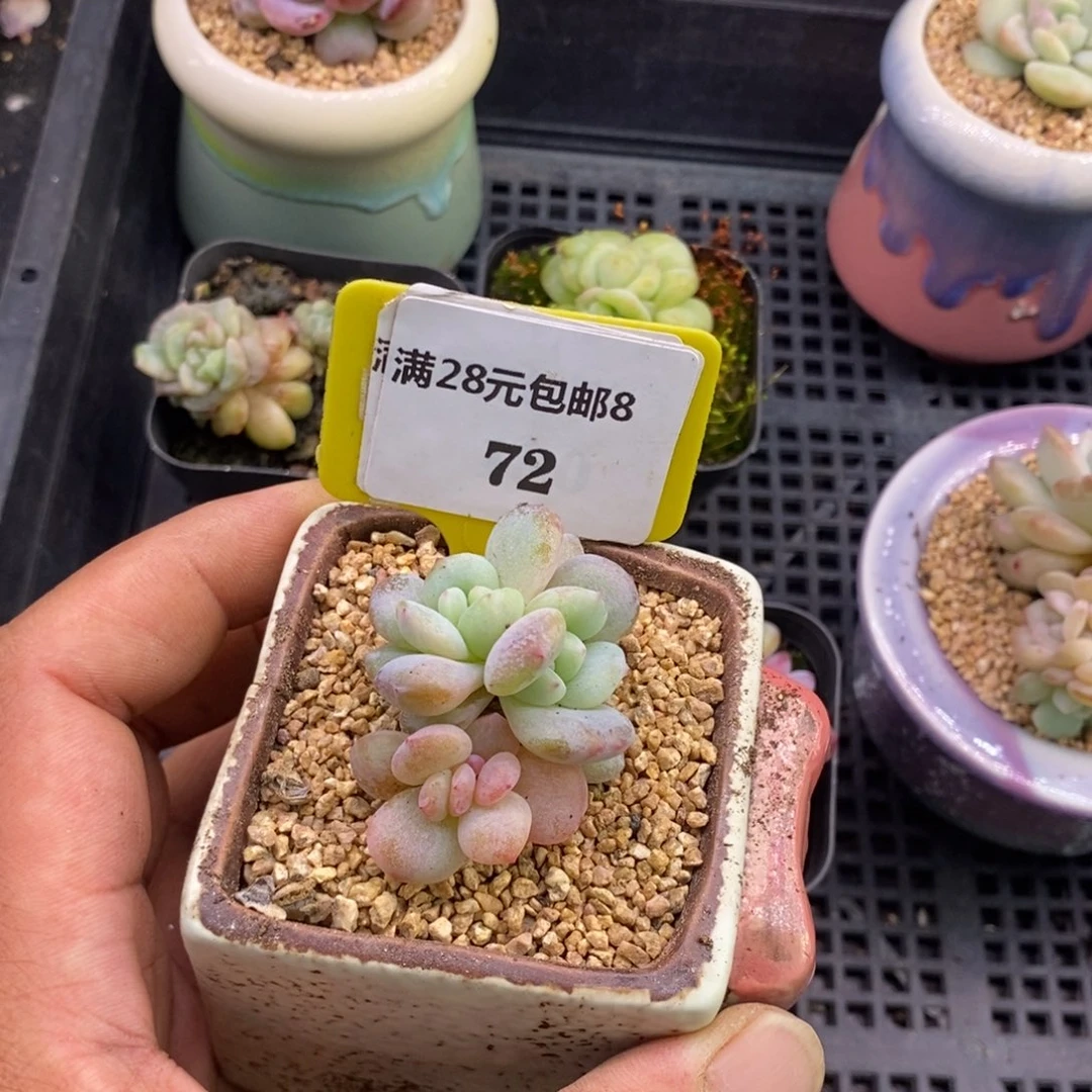 咕***～872星星橙石化锦带锦多肉植物