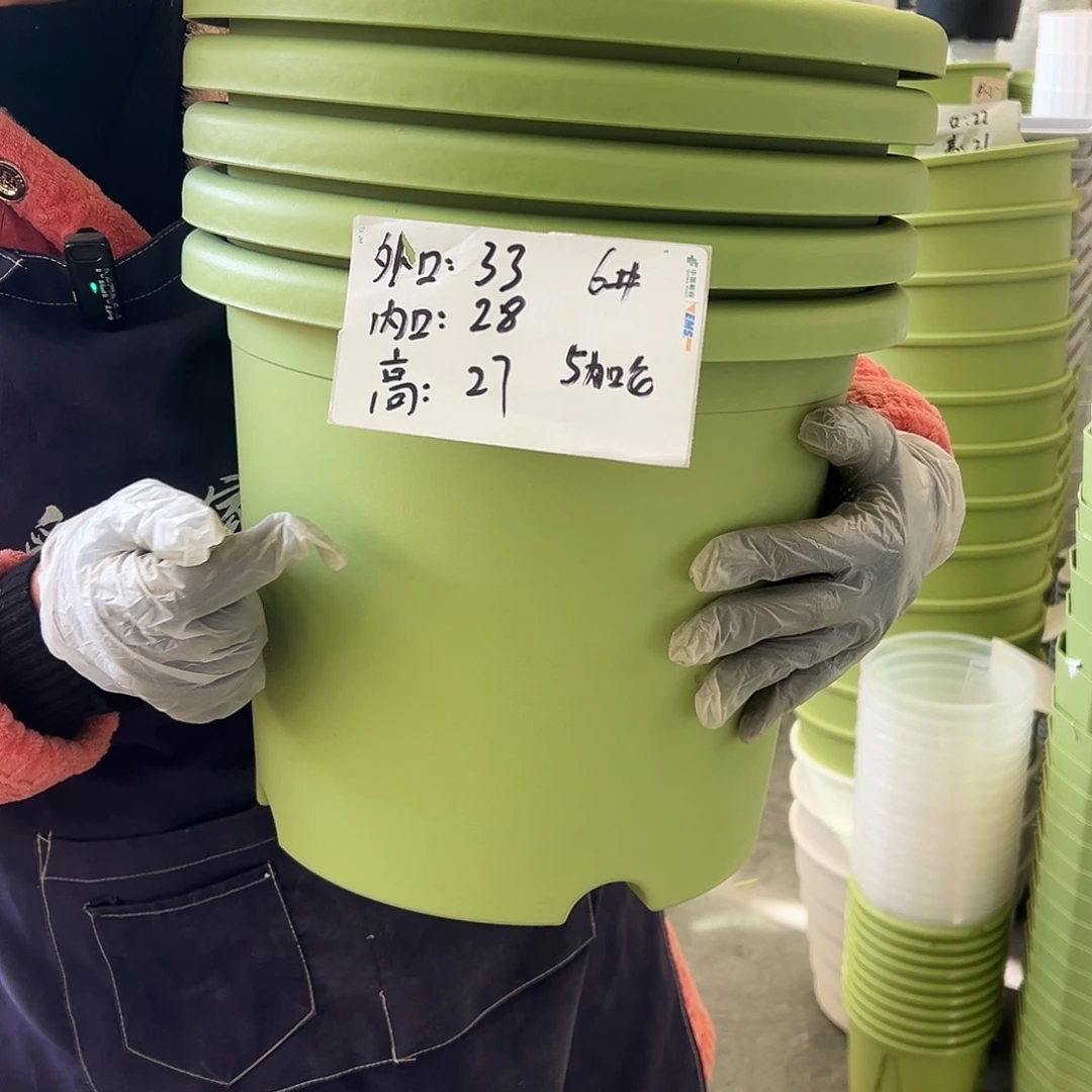 四季盆6#果绿色5个无托