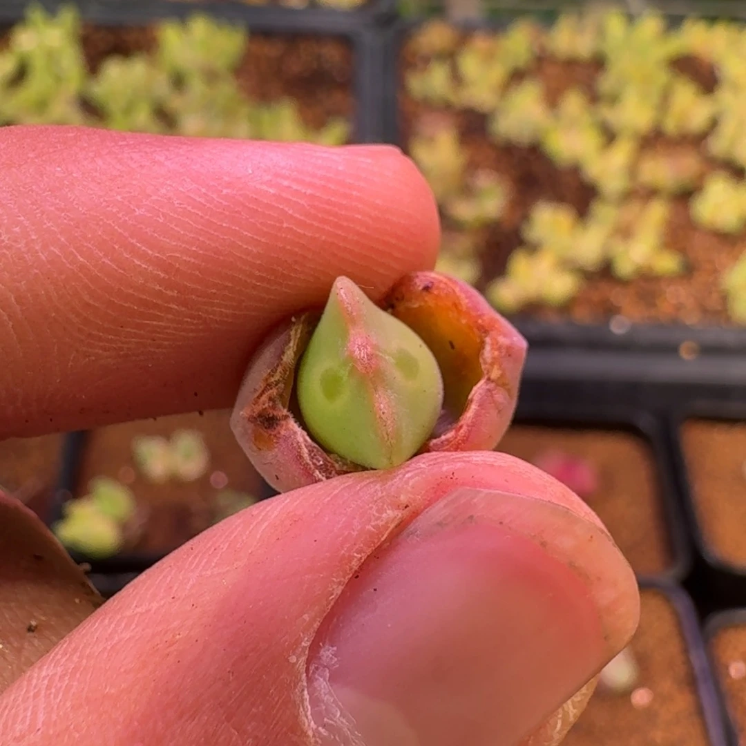 云缦精品番杏20.49