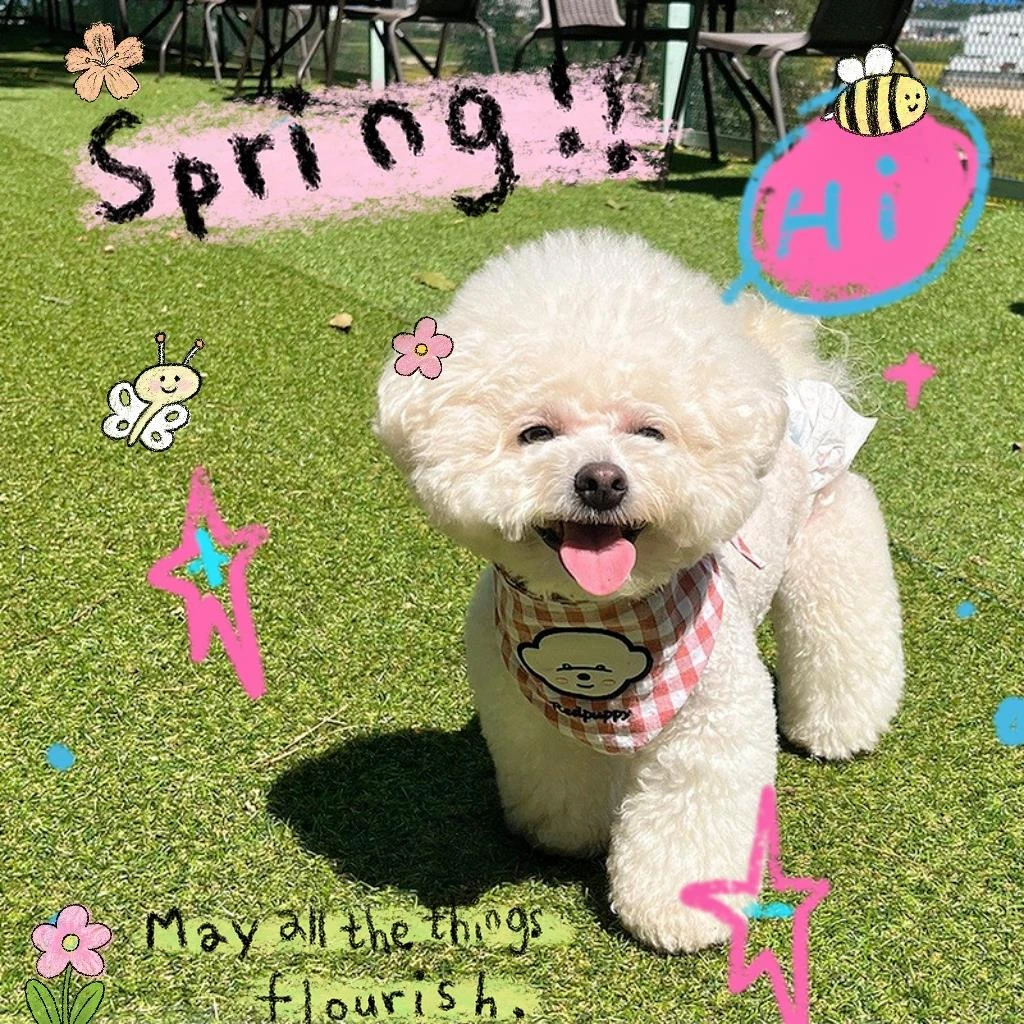 狗狗三角巾小体比熊专用口水巾围兜装配饰脖子饰品泰迪博美小型犬