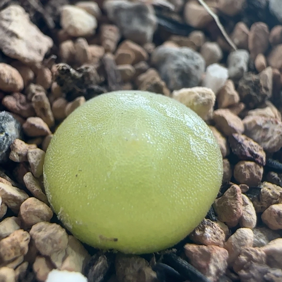 1421/尺寸0.9/哈默灯泡/