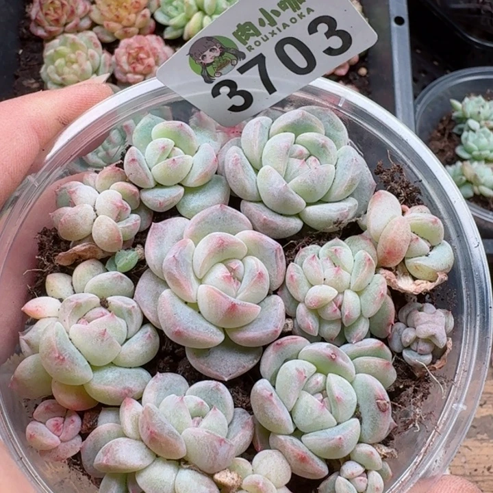 多肉植物多肉植物