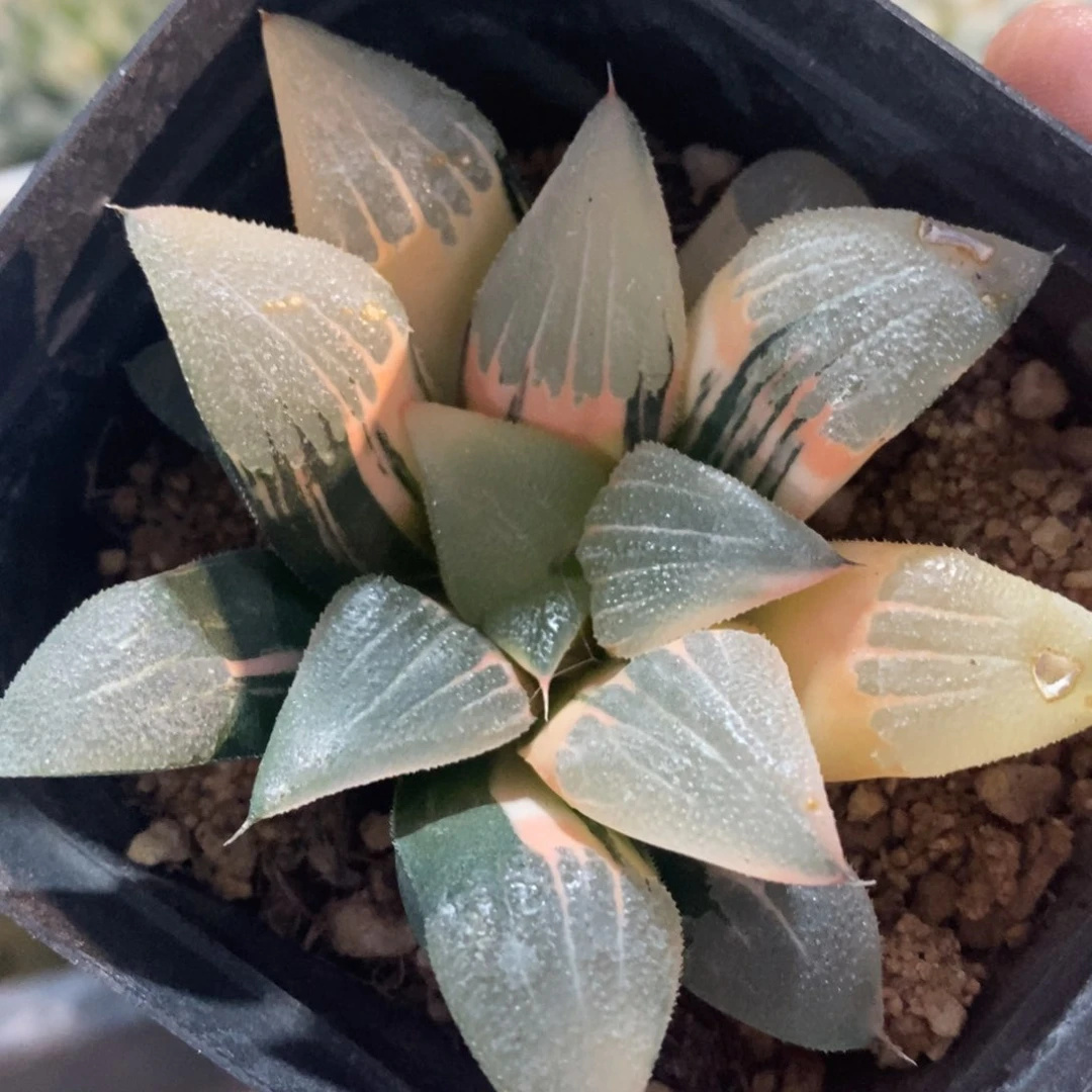 一颗实生寿锦