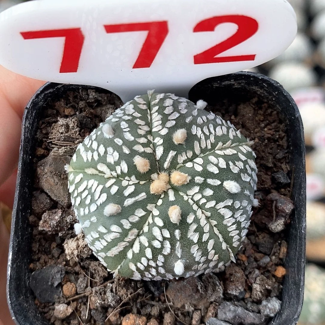 772五愣兜系列产品福利