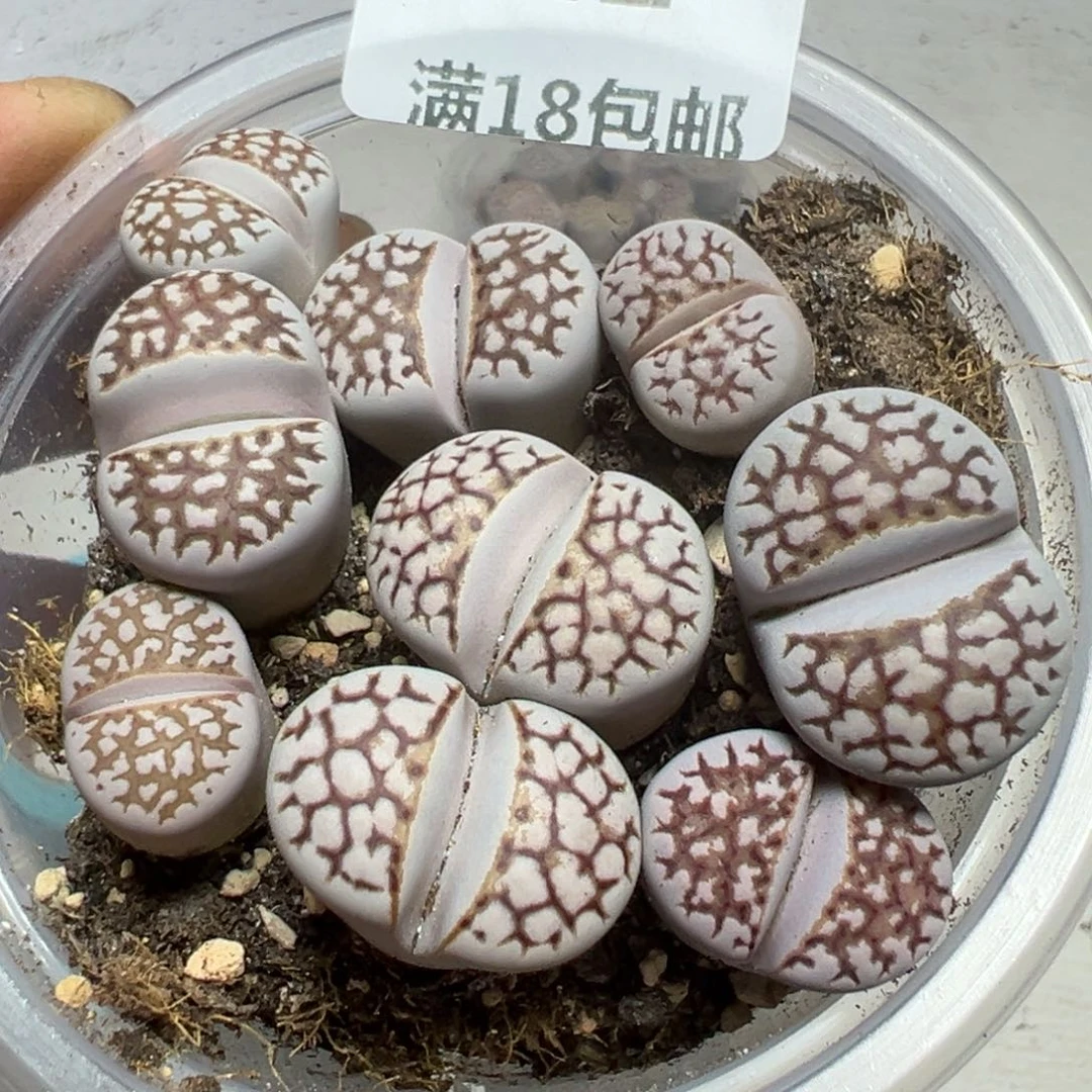 【闪购商品】 642。