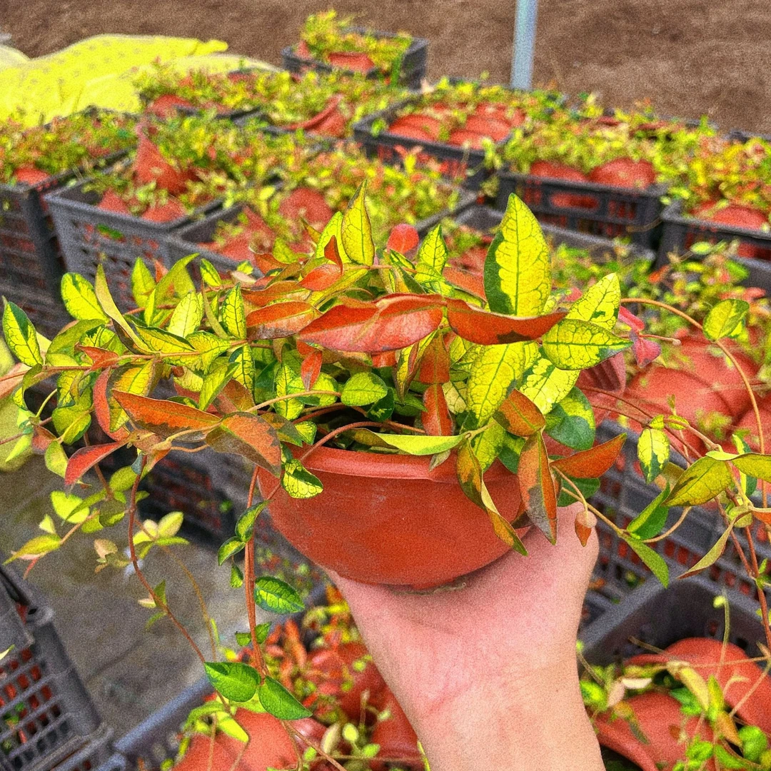 黄金花叶络石金色叶子四季彩色庭院攀援花卉爬藤植物垂吊盆栽耐寒