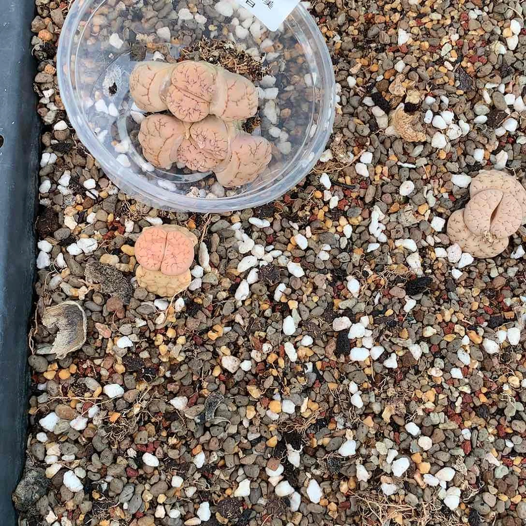 颜*哈W312多肉植物保护