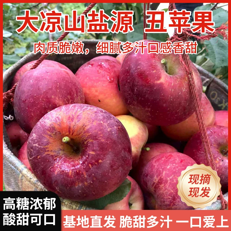 四川大凉山盐源丑苹果清脆酸甜可口新鲜当季现摘发货