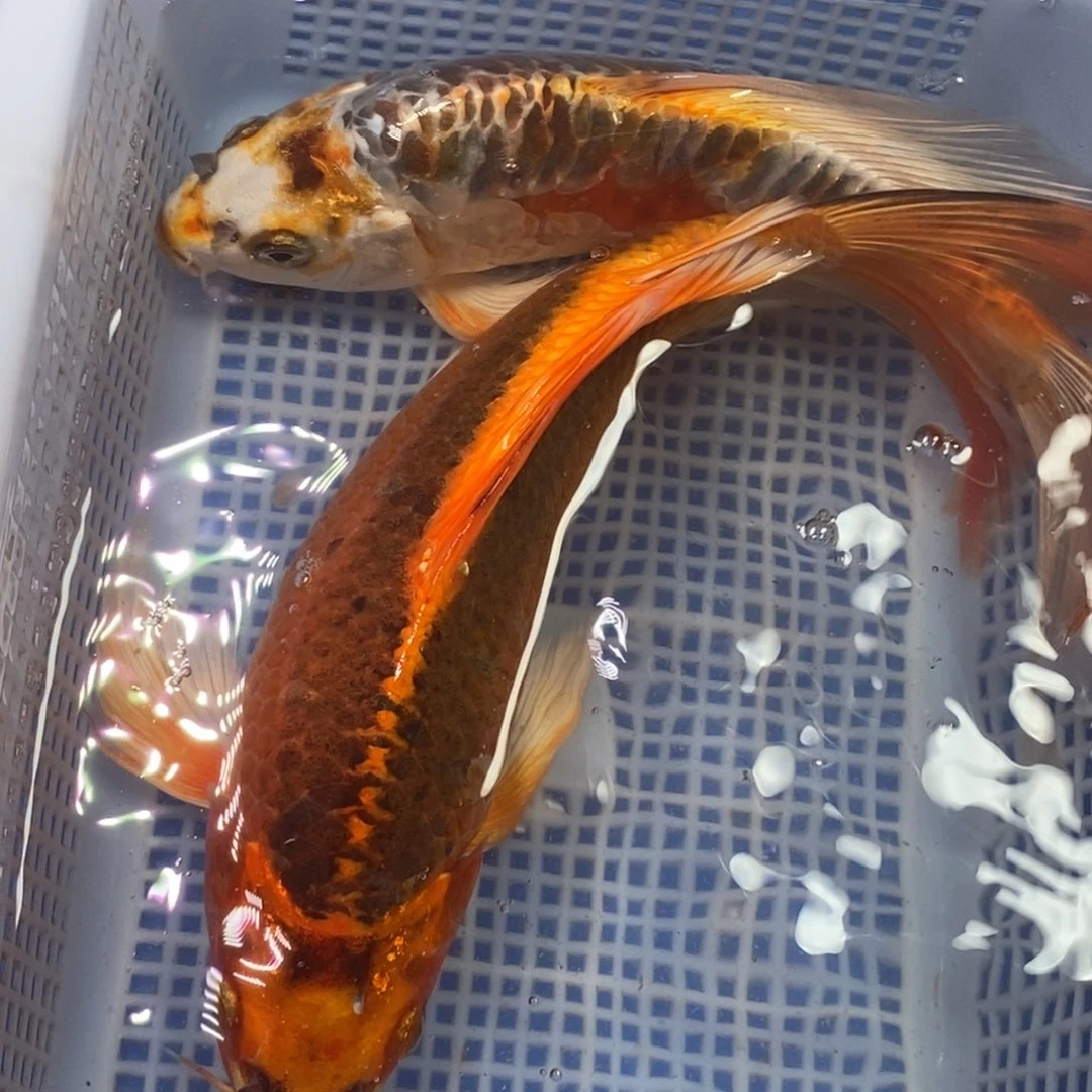锦鲤冷水锦鲤包邮