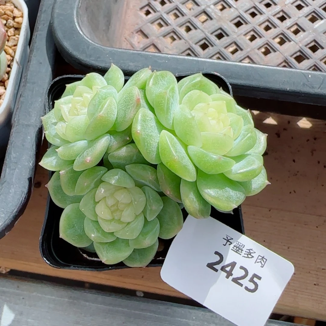 泼天富贵，2425多肉植物