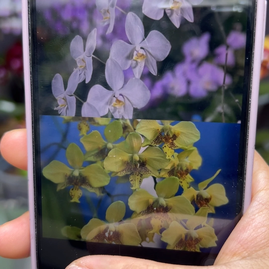 当前无花栽培后可以开花香阿妈交深黄史塔基1.7团