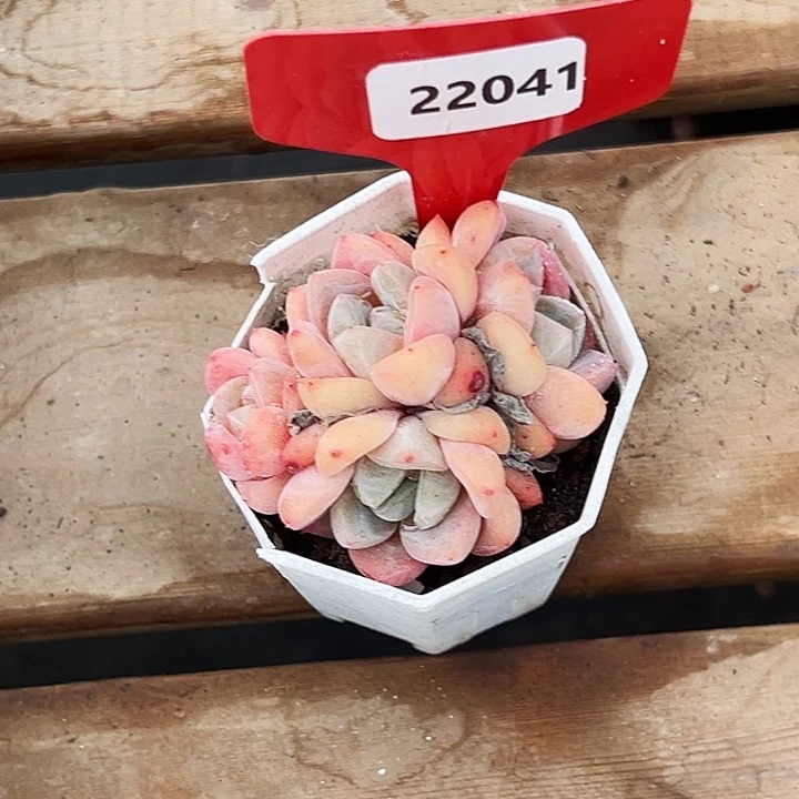 冬***梅糖心。    22041号。