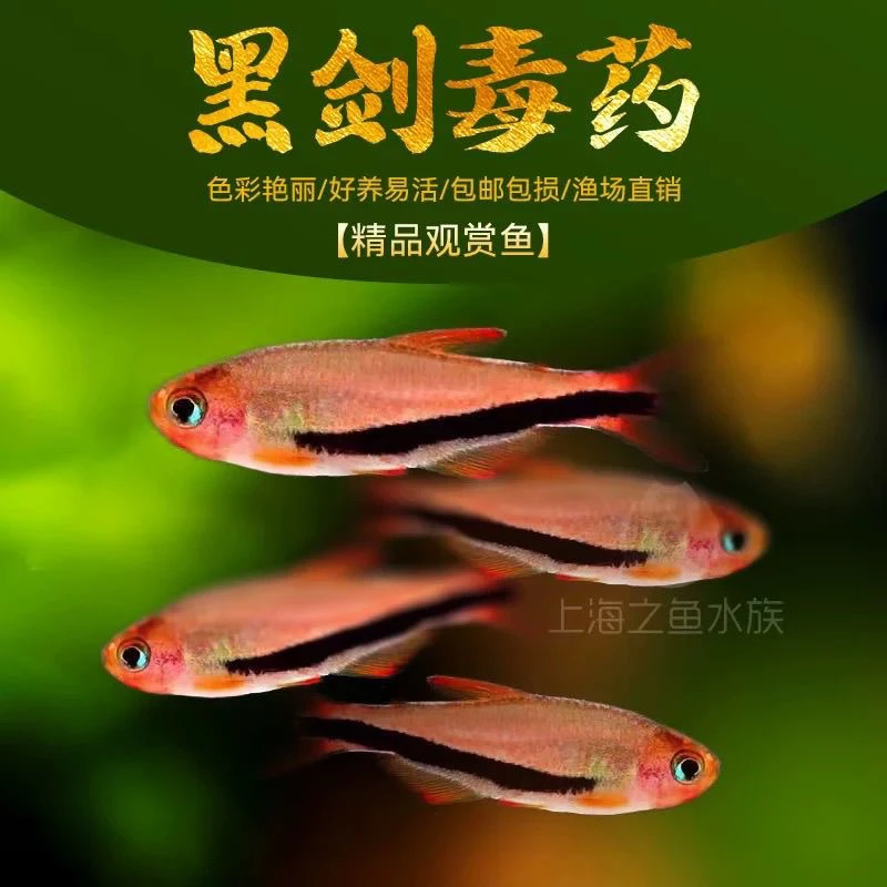 黑箭黑剑药灯鱼小型热带观赏鱼活体适合草缸饲养