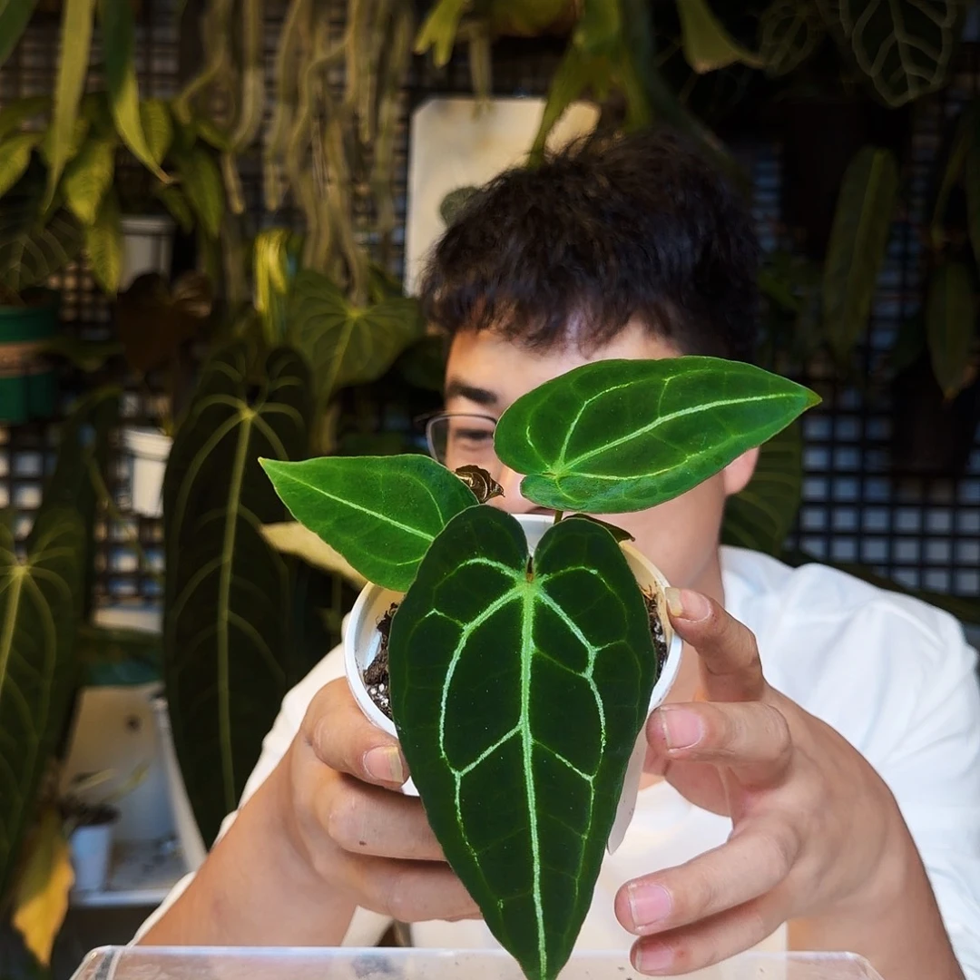 不开花植物S119南美原种黑丝绒籽播