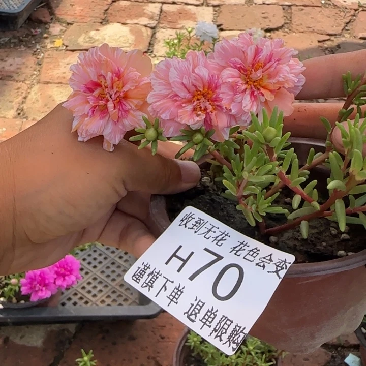 无花朵H070超小苗盆口10cm