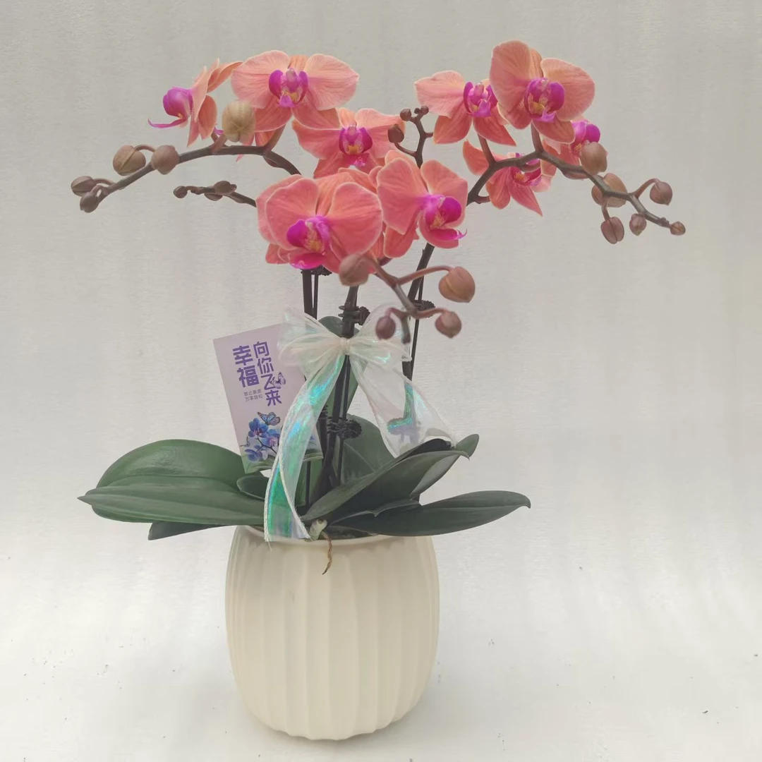 蝴蝶兰【小桔灯】桔橙色系中花型室内种植观赏送礼带花发货
