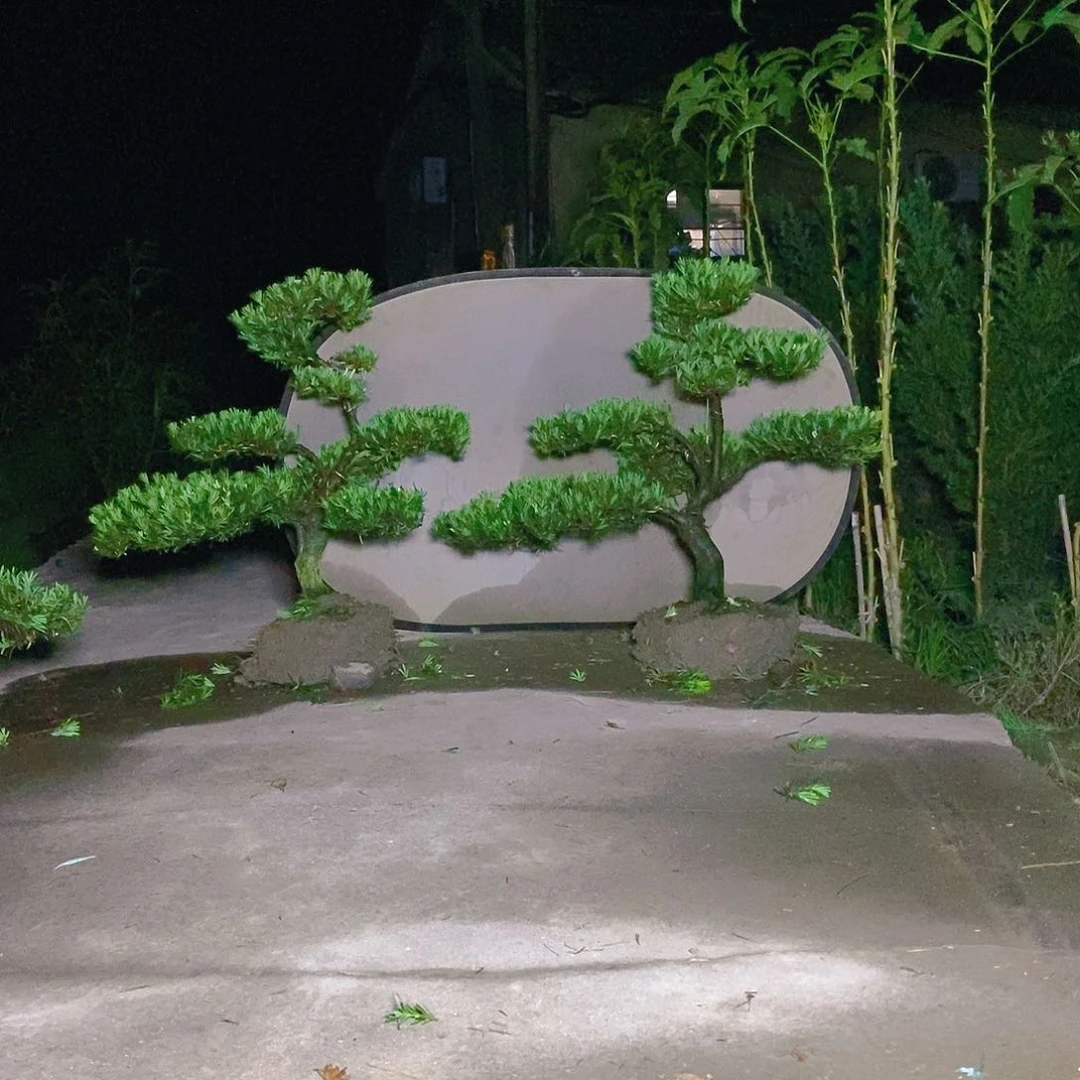 780/2颗小叶雀舌罗汉松