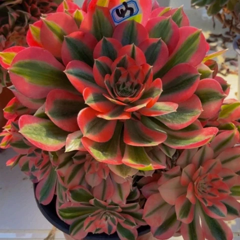 粉女巫多肉43多肉不包断