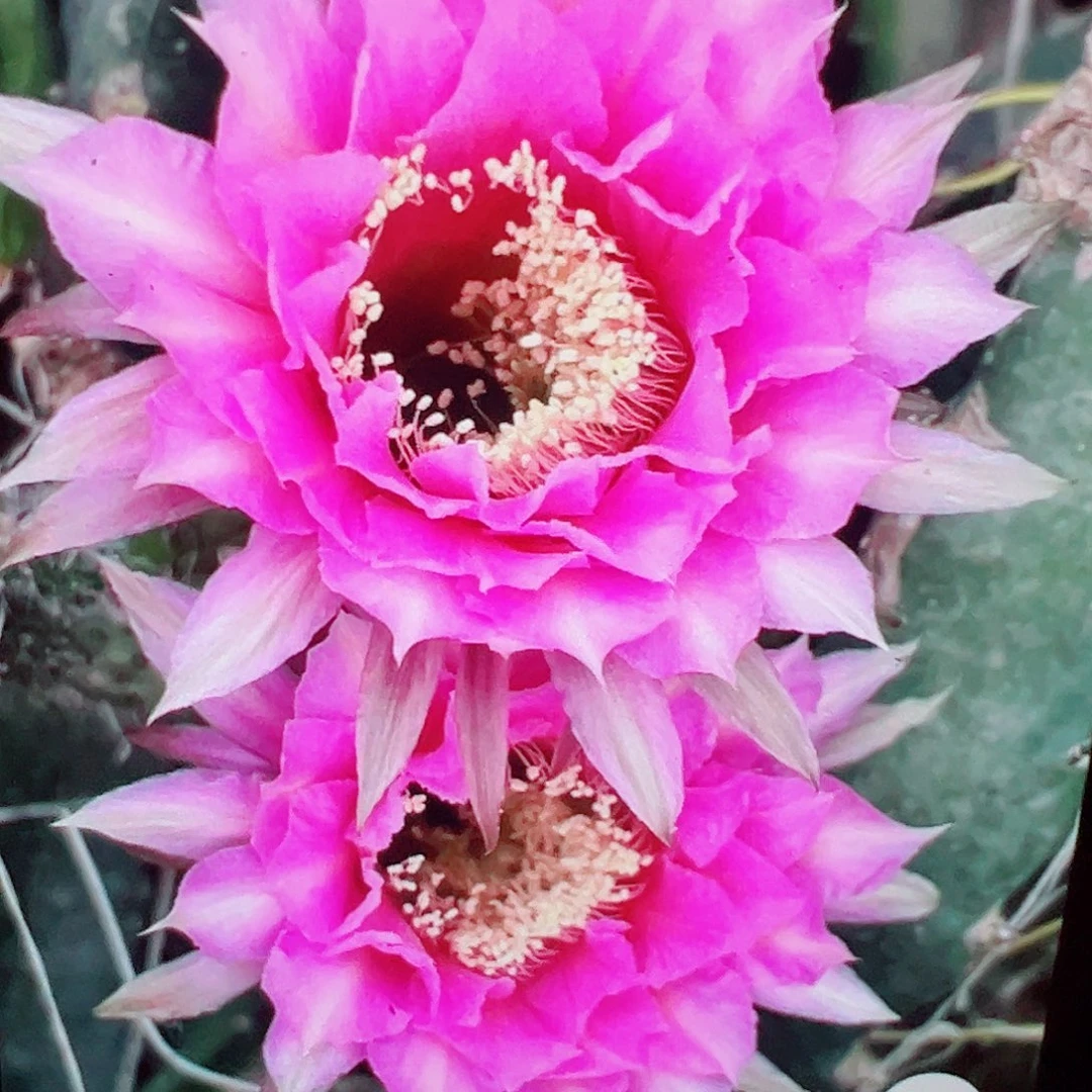 彩草 065侧芽满20包邮